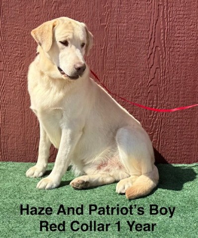 Labrador Retriever puppy for sale + 66610