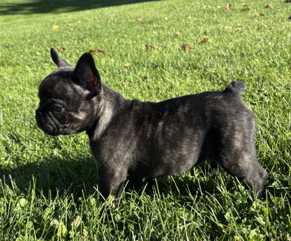 French Bulldog puppy for sale + 66827