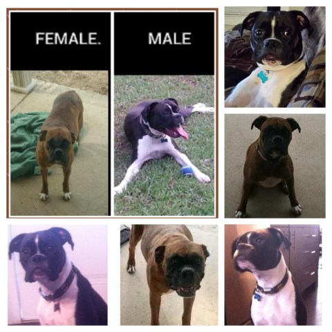 AKC BOXER PUPPIES