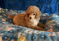 Toy Poodle Adorable Poodle Toy for sale/adoption