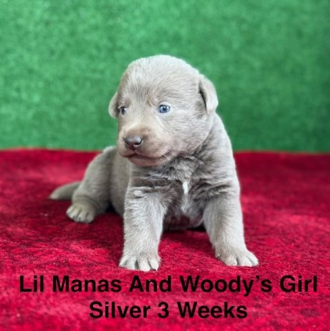 Labrador Retriever puppy for sale + 67134