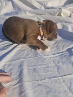 Boston Terrier hippie boy. Boston Terrier for sale/adoption