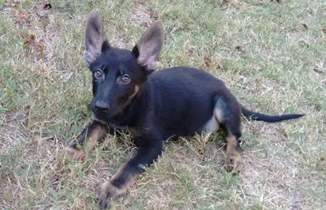 German Shepherd Puppies