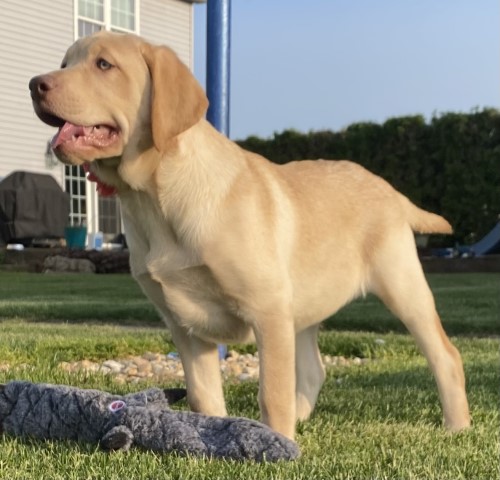 AKC Yellow Labrador retriever Puppies for Sale- Ready Today!