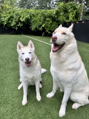 2 Siberian huskies needing a home