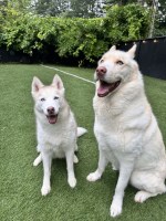 2 Siberian huskies needing a home Siberian Husky for sale/adoption