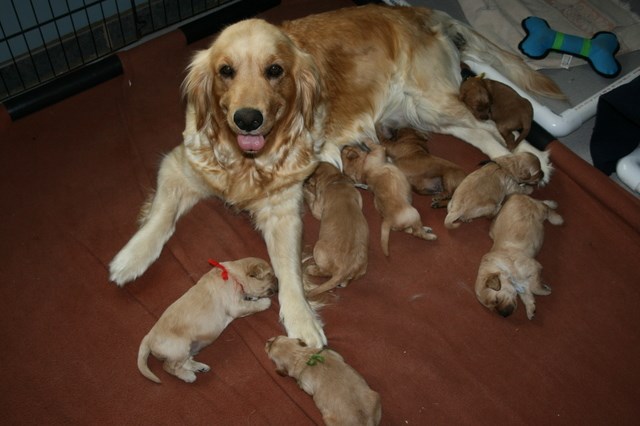 Miniature Golden-doodle Puppies Born July 21, 2018, in Wisconsin!