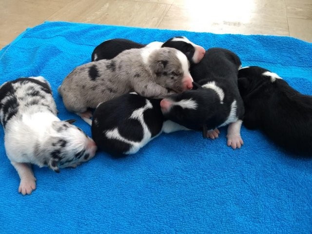 Border Collie puppy dog for sale in new york, New York