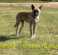 18-month-old (Missy) For Sale (No Papers) Malinois for sale/adoption