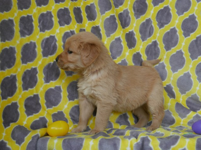 Golden Retriever puppy for sale + 52547