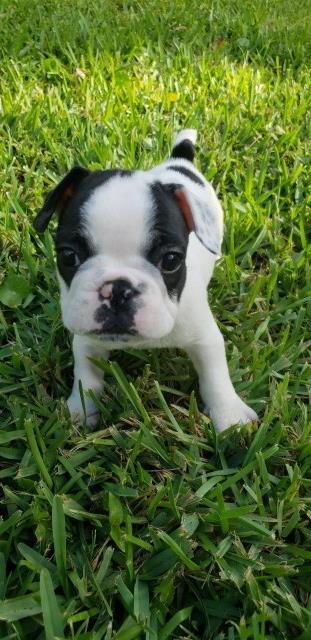 French Bulldog puppy dog for sale in Ft myers, Florida