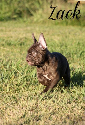 Chocolate AKC Male Frenchie