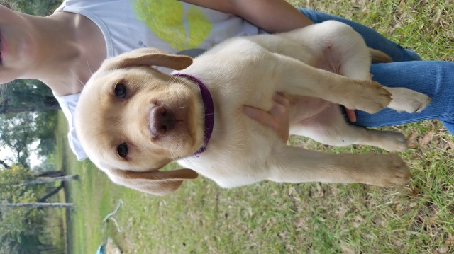 Labrador Retriever puppy for sale + 59708