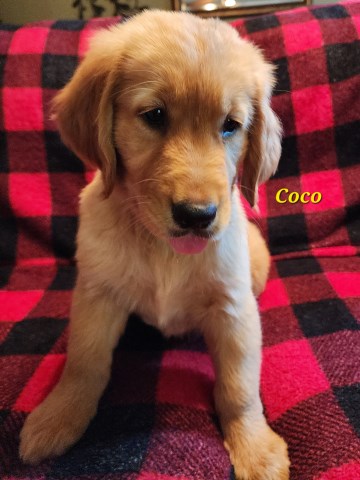 AKC Coco (Golden Retriever)