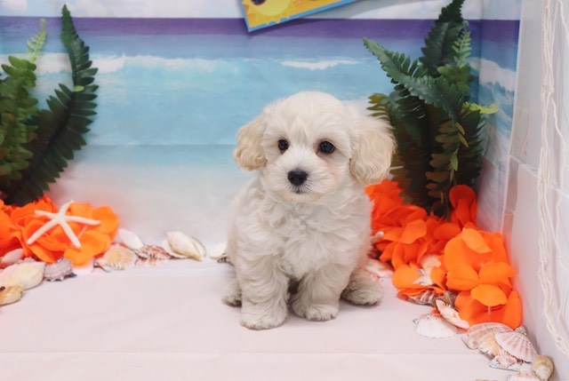 Maltipoo - Yolo - Male