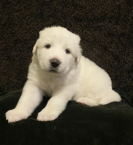 Great Pyrenees puppy dog for sale in Otter Lake, Michigan