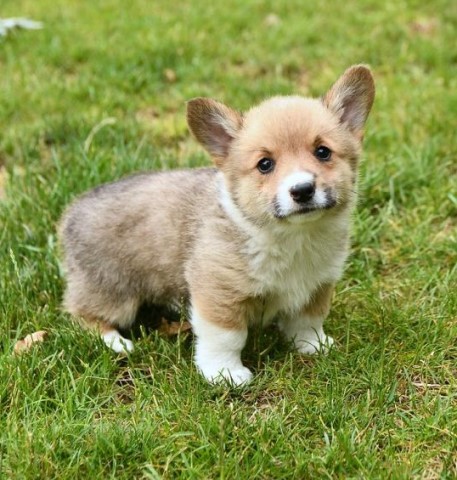 Pembroke Welsh Corgi puppy for sale + 64999