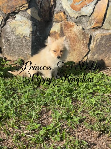 Pomeranian puppy for sale + 64192