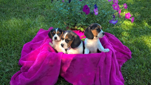 Designer puppies for sale