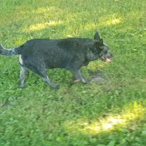 Australian Cattle Dog puppy for sale + 61825