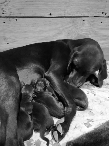 Chocolate Labradors