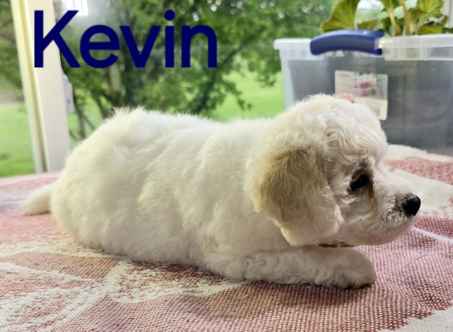 Bichon Frise (Parents AKC) born March 17. Call 231 821 9399