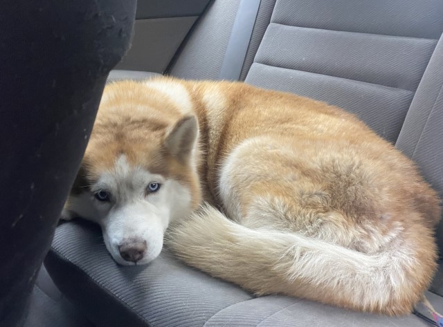 CALM Champion Siberian Female