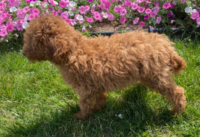 Miniature Poodles. Males.  call 231 689 5162