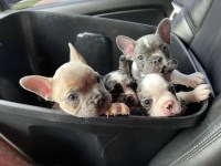 French Bulldog thumbnail