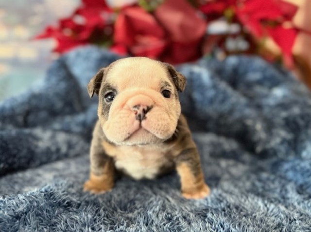 English Bulldog, M, Red Collar, health tested clear