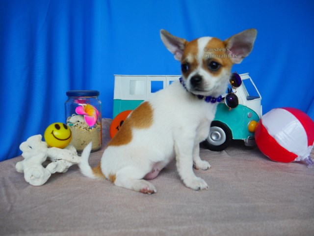 Chihuahua puppy for sale + 61981