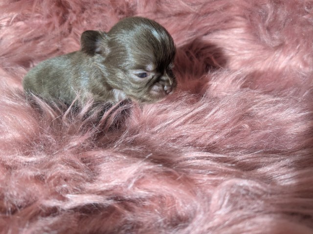 Chihuahua puppy for sale + 67217