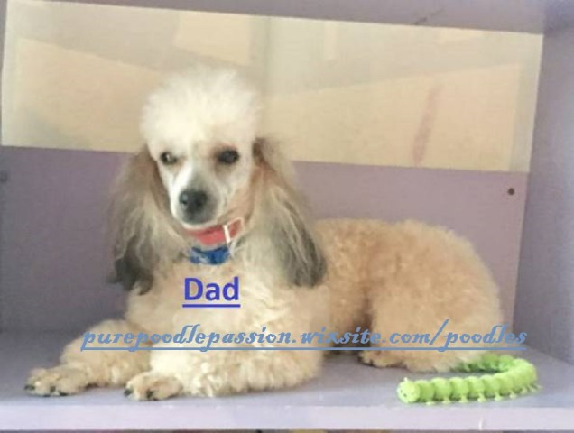 Poodle Toy puppy dog for sale in Ocala, Florida