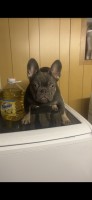 Lilac and Tan fluffy carrier male French Bulldog for sale/adoption