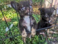 Chihuahua thumbnail