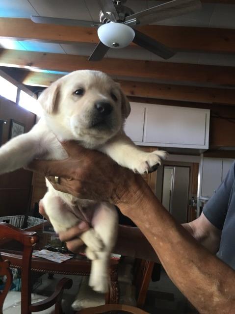 Labrador Retriever puppy for sale + 59433
