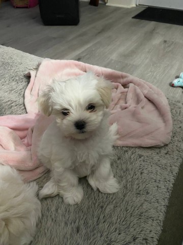 Maltese puppy for sale + 64608