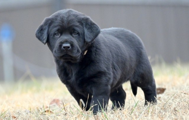 Labrador Retriever puppy for sale + 65367