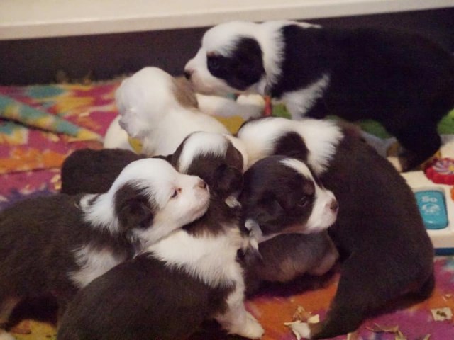 AKC Miniature American Shepherd - Puppies