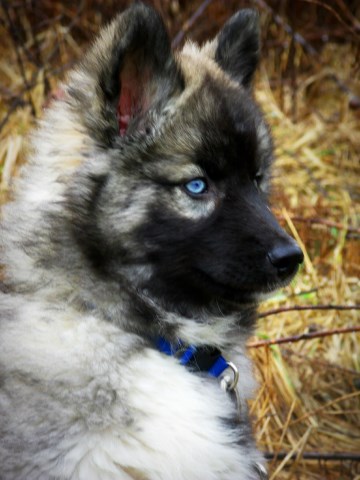 Siberian Wolfdog Puppies Coming Spring 2018