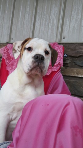 English Bulldog puppy for sale + 51988