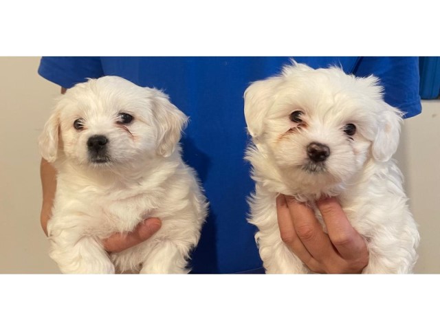 Purebred Maltese puppies looking for a loving and caring home.