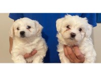 Purebred Maltese puppies looking for a loving and caring home. Maltese for sale/adoption