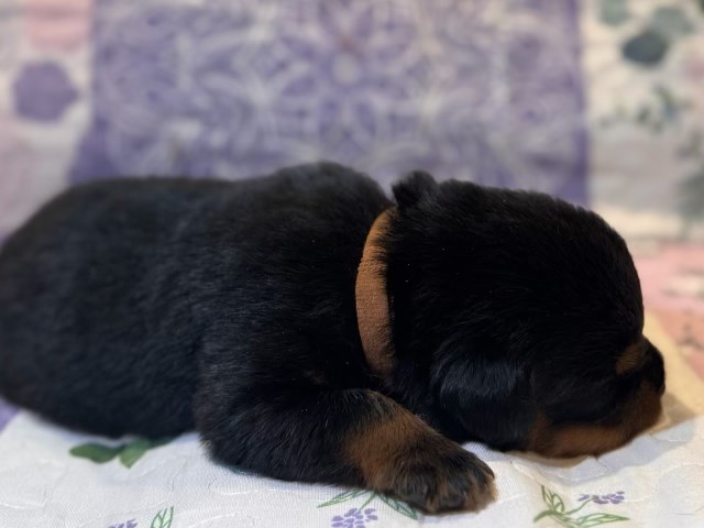 Rottweiler puppy for sale + 66909