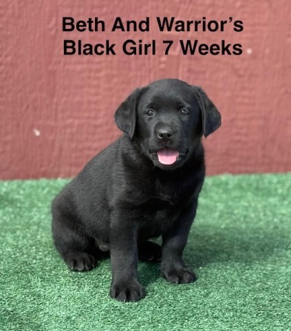 AKC Labrador Puppies