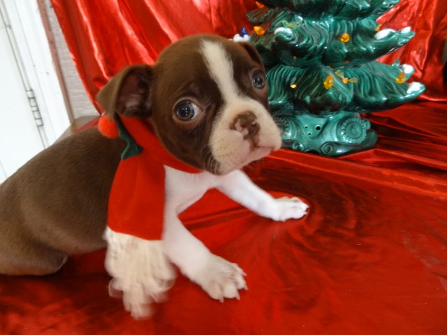 Boston Terrier puppy for sale + 54490
