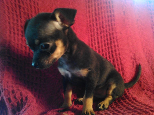 Chihuahua puppy for sale + 47362