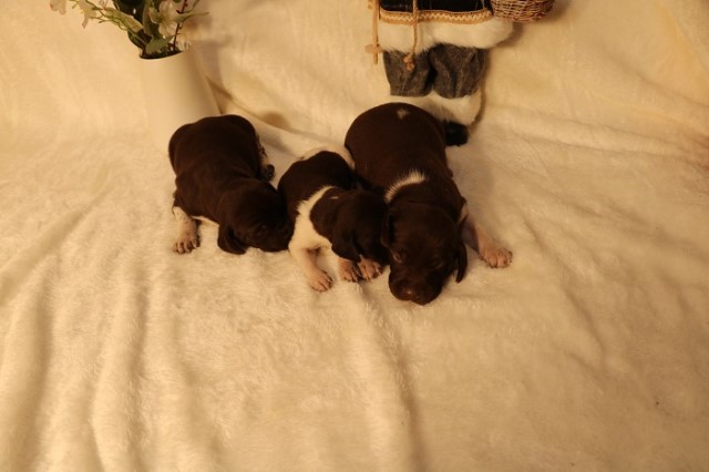 German Shorthaired Pointer puppy for sale + 32187