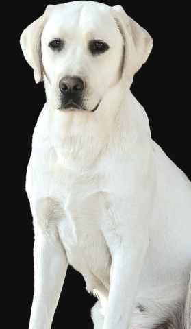 AKC Master Hunter Bloodline Lab Puppies, Upcoming Litter!