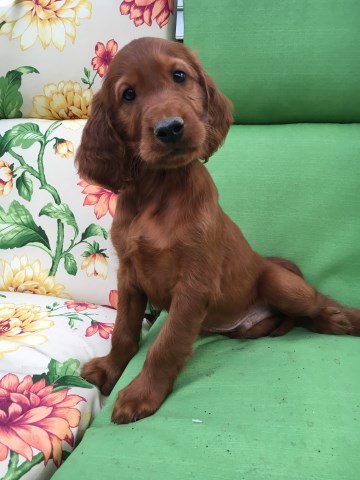 Irish Setter puppy for sale + 50304